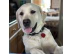 Adopt Lahaina - Adopted! a Labrador Retriever