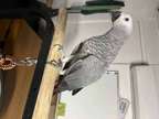 JFH Clean Baby African Grey Parrots Available