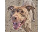 Adopt Roxie Hart a Pit Bull Terrier