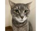 Adopt Marvelous a Domestic Short Hair