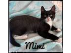 Adopt Mimi a Domestic Short Hair