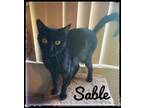 Adopt Sable a Domestic Short Hair