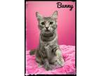 Adopt Bunny a Domestic Medium Hair