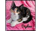 Adopt Daphne a Domestic Short Hair
