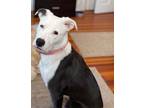 Adopt Meadow a Mixed Breed