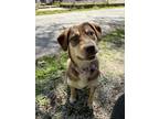 Adopt Medi a Husky, Labrador Retriever