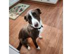 Adopt Caroline a Mixed Breed