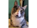 Adopt Dumpling - Offered by Owner - Adult Calico a Dilute Calico