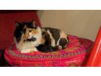 Adopt AYA- tender heart and so sweet a Calico, Domestic Long Hair