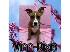 Adopt Winn-Dixie a Boxer, Pit Bull Terrier