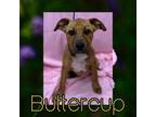 Adopt Buttercup a Boxer, Pit Bull Terrier