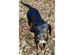 Adopt Fyra a Hound