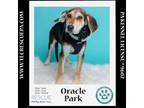 Adopt Oracle Park (Ballpark Pups) 050424 a Bluetick Coonhound