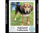 Adopt Oakland Coliseum (Ballpark Pups) 050424 a Coonhound, Labrador Retriever