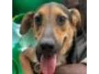 Adopt Joey a Mixed Breed