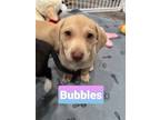 Adopt W pup - Bubbles a Mixed Breed, Basset Hound