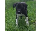 Adopt W pup - Buttercup a Mixed Breed, Basset Hound