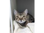 Adopt Prudence 428-24 a Domestic Short Hair