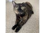 Adopt Zuri (bonded with Ziva) a Domestic Short Hair