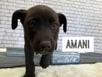 Adopt Amani a Cattle Dog