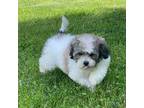 Zuchon Puppy for sale in Canton, OH, USA