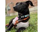 Adopt Adeline Sage a Dachshund, Mixed Breed