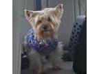 Adopt Maudee "Sadie" a Yorkshire Terrier
