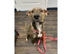 Adopt Stevie Nicks a Plott Hound