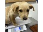 Adopt meeka a German Shepherd Dog, Pit Bull Terrier
