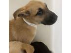 Adopt morella a German Shepherd Dog, Terrier