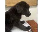 Adopt martell a German Shepherd Dog, Pit Bull Terrier