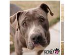 Adopt Honey a Pit Bull Terrier