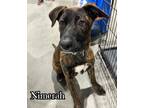 Adopt Nimerah a Plott Hound