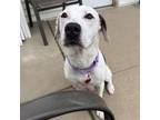 Adopt Medley a Pit Bull Terrier, Mixed Breed