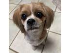 Adopt Dixie a Shih Tzu