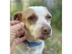 Adopt Tess a Terrier, Mixed Breed