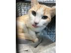 Adopt Gingerly-Wink a Tabby, Domestic Short Hair