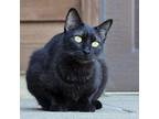 Adopt Ailwyn a Domestic Short Hair