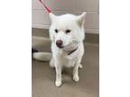 Adopt Hinata a Siberian Husky, Samoyed