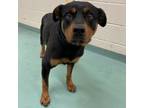Adopt Addie a Mixed Breed