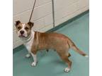 Adopt Trixie a Mixed Breed