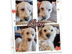 Adopt Lucy a Poodle, Mixed Breed