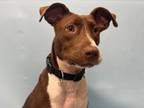 Adopt Feb a Pit Bull Terrier, Mixed Breed