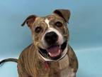 Adopt Maggie a Pit Bull Terrier, Mixed Breed