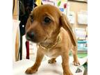 Adopt Espadrille a Beagle