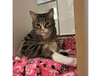 Adopt Nunu a Domestic Short Hair