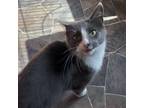 Adopt Thelma a Domestic Short Hair