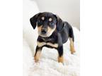 Adopt Happy Days Litter - Leather a Shepherd, Hound