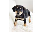 Adopt Happy Days Litter - Leather a Shepherd, Mixed Breed