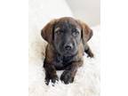 Adopt Happy Days Litter - Pinky a Shepherd, Mixed Breed